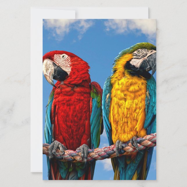 Blue and yellow macaw and a Scarlet macaw Invitation (Front)
