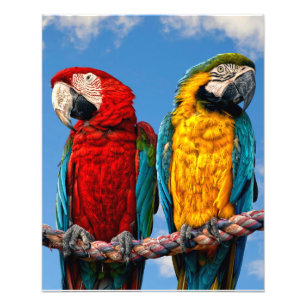 Blue and yellow macaw and a Scarlet macaw Photo Print