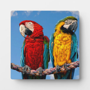 Blue and yellow macaw and a Scarlet macaw Plaque