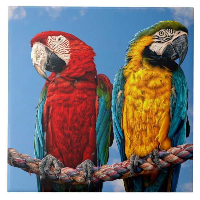 Blue and yellow macaw and a Scarlet macaw  Tile (Front)