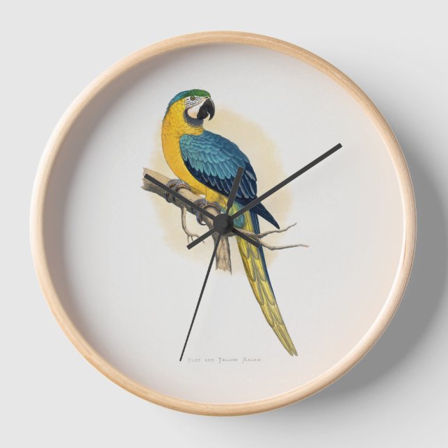 Blue and Yellow Macaw (Ara ararauna) Clock (Front)