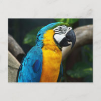 Blue-and-yellow Macaw (Ara ararauna)
