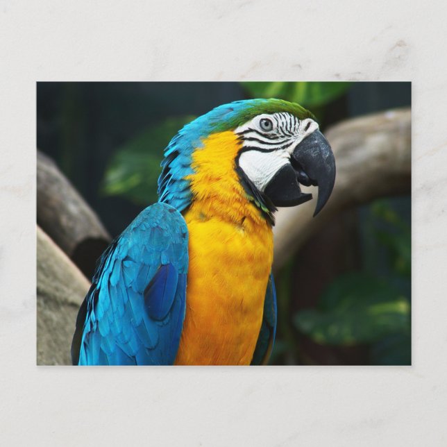 Blue-and-yellow Macaw (Ara ararauna) Postcard (Front)