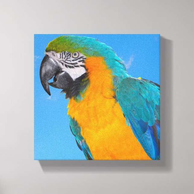 Blue and yellow macaw canvas print (Front)