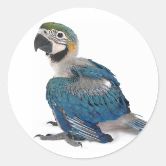 Blue and yellow Macaw Classic Round Sticker