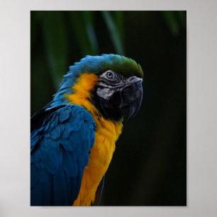 Blue And Yellow Macaw Close Up Portrait - Parrot Poster