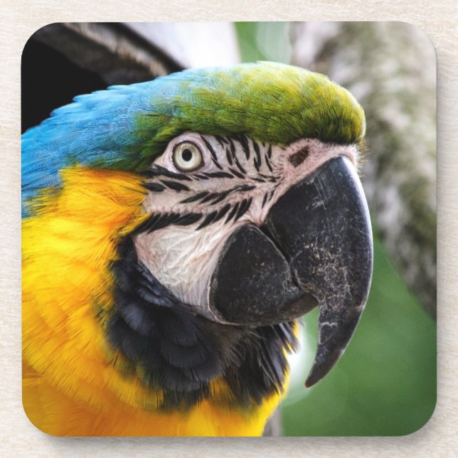 Blue and yellow macaw coaster (Front)