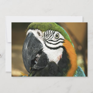 Blue and Yellow Macaw from Amazon