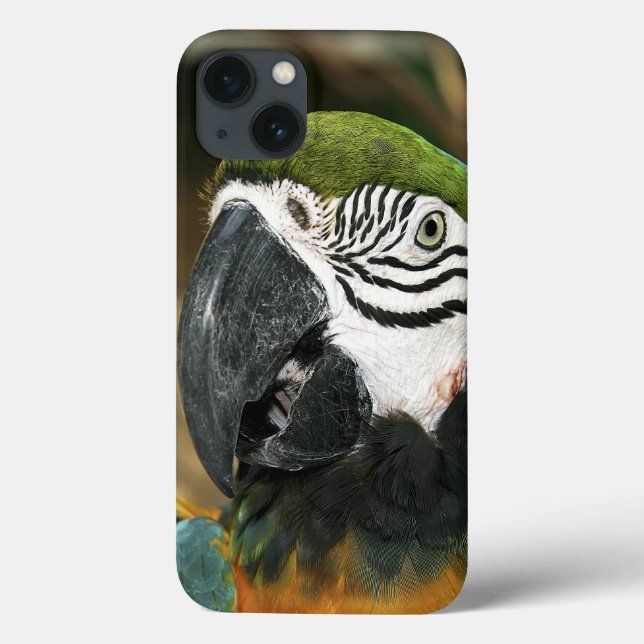 Blue and Yellow Macaw from Amazon Case-Mate iPhone Case (Back)
