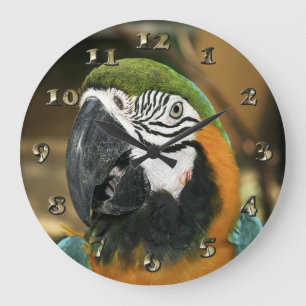 Blue and Yellow Macaw from Amazon Large Clock