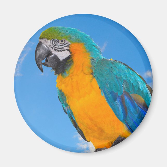 Blue and yellow macaw  magnet (Front)