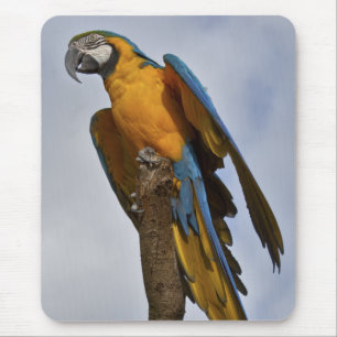 Blue and Yellow Macaw Mousemat