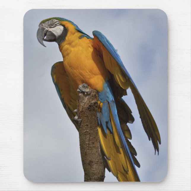 Blue and Yellow Macaw Mousemat (Front)