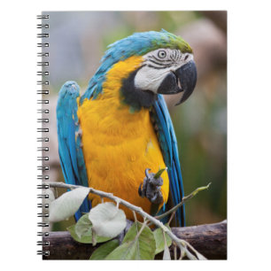 Blue and Yellow Macaw Notebook