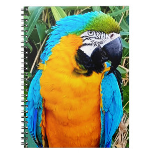 Blue and Yellow Macaw Parrot Notebook