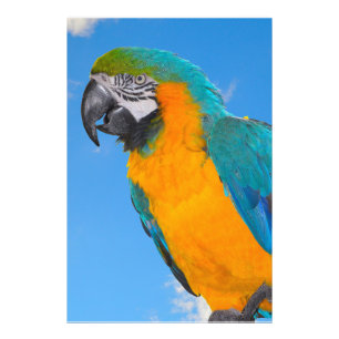 Blue and yellow macaw photo print