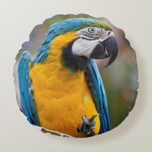 Blue and Yellow Macaw Pillow
