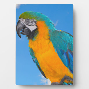Blue and yellow macaw plaque