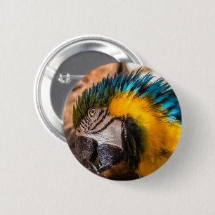 Blue and yellow macaw portrait 6 cm round badge