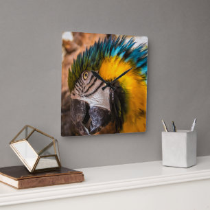Blue and yellow macaw portrait square wall clock