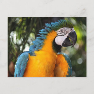 Blue and Yellow Macaw Postcard