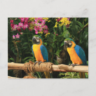 Blue and Yellow Macaw  Postcard