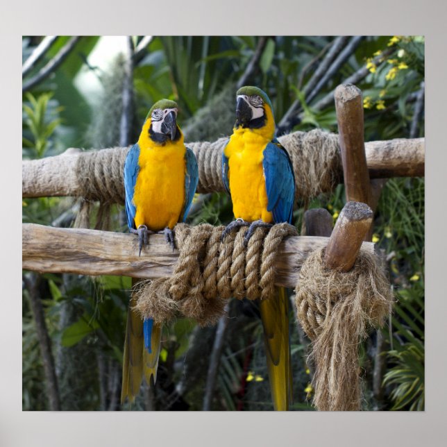 Blue and Yellow Macaw Poster (Front)