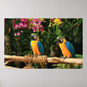 Blue and Yellow Macaw Poster
