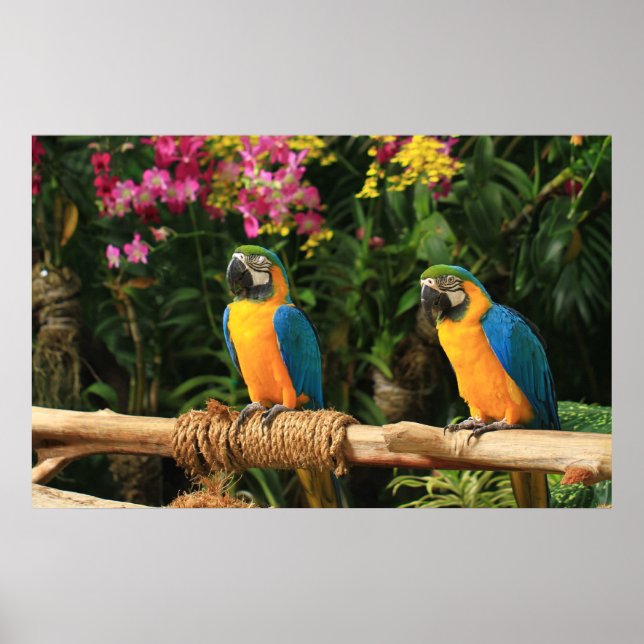 Blue and Yellow Macaw Poster (Front)