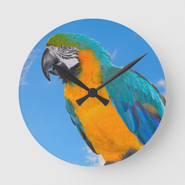 Blue and yellow macaw  round clock (Front)
