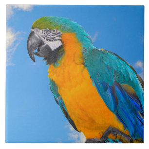 Blue and yellow macaw  tile