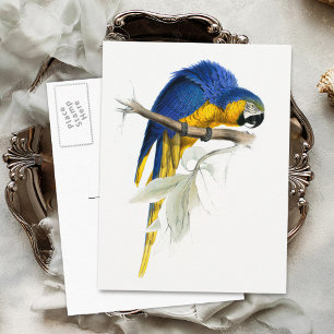 Blue and Yellow Macaw Vintage Postcard