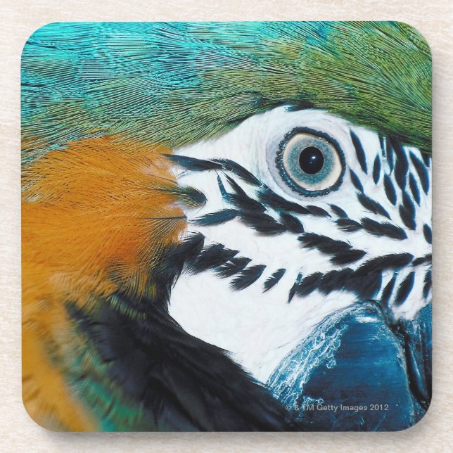 Blue-and-yellow MacawÊ Coaster (Front)