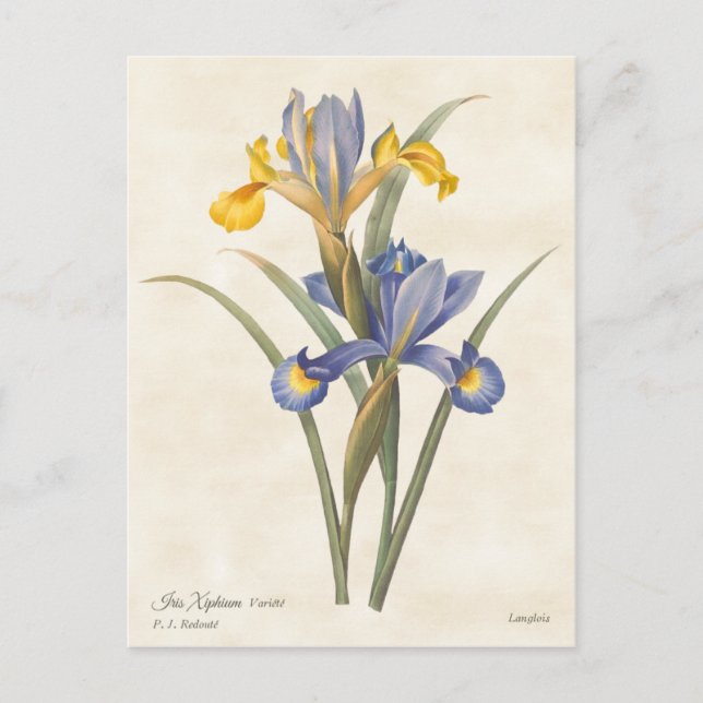 Blue and Yellow Spanish Iris Vintage Botanical Postcard (Front)