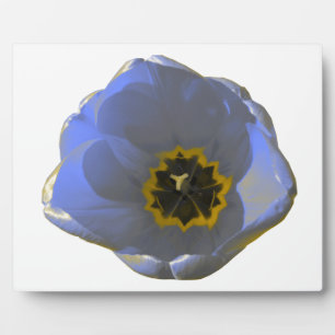 Blue and Yellow Tulip Plaque