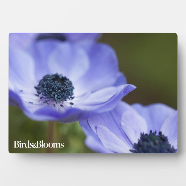 Blue Anemone Plaque (Front)