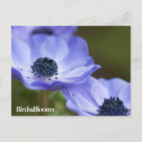 Blue Anemone