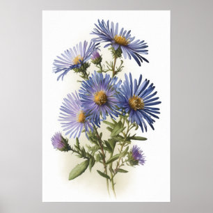 Blue Aster Flower Art Print Poster