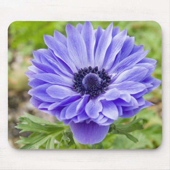 Blue Aster Flower Mouse Pad (Front)
