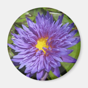 Blue Aster Magnet