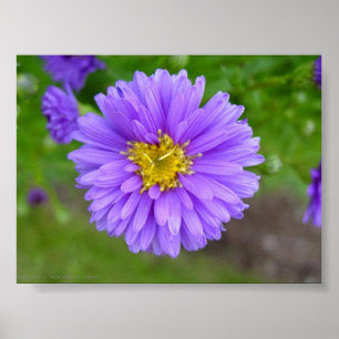 Blue Aster Poster