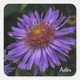 Blue Aster Sticker