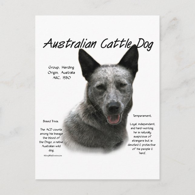 Blue Australian Cattle Dog History; Blue ACD Postcard (Front)