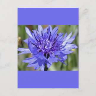 Blue Bachelor Button Flower Postcard