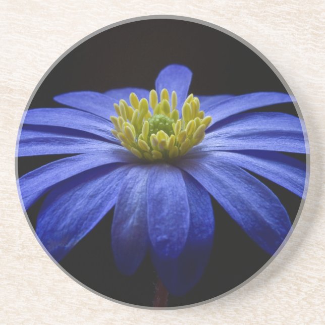 Blue Balkan Anemone flower Coaster (Front)