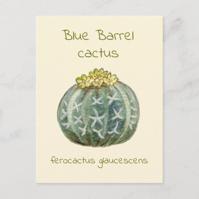 Blue Barrel cactus postcard (Front)