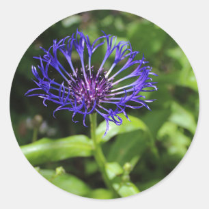Blue Beauty Classic Round Sticker