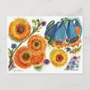 Blue Bell Zinnia Flower postcard