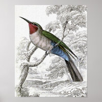 Blue-bellied Bee-Eater Vintage Illustration
