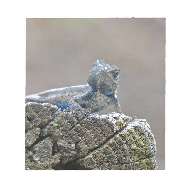 Blue Belly Alligator Lizard Notepad (Front)
